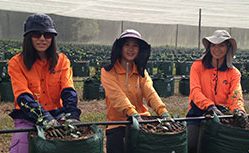 种植庄稼的农厂工人在塔斯马尼亚岛农场