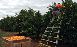 farm worker picking oranges in south australia